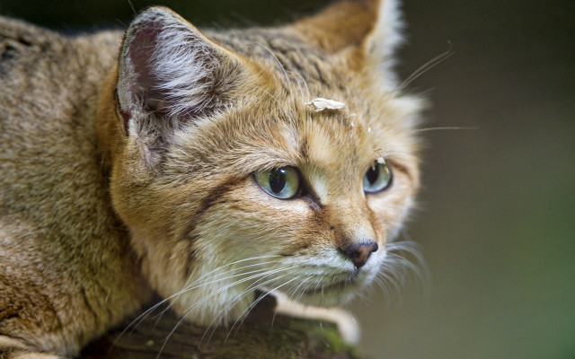 Sad cat blue eyes tree free wallpaper for desktop - medium preview image