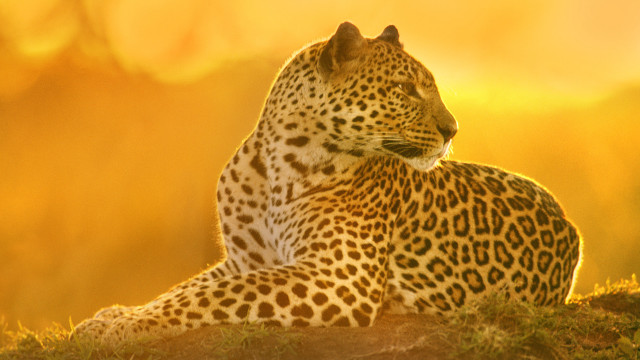 Leopard sitting grassy hill sunlight free wallpaper for desktop - medium preview image