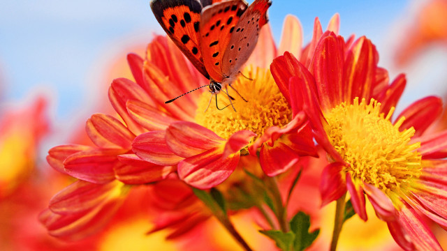 Butterfly flower field blue sky free wallpaper for desktop - medium preview image