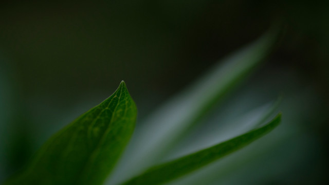 Green leaf macro shallow depth free wallpaper for desktop - medium preview image