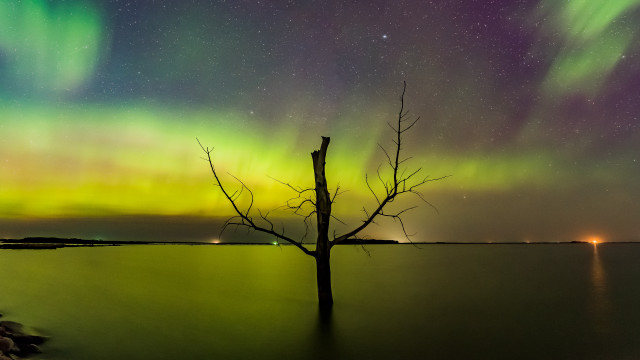 Tree water aurora planet night free wallpaper for desktop - medium preview image