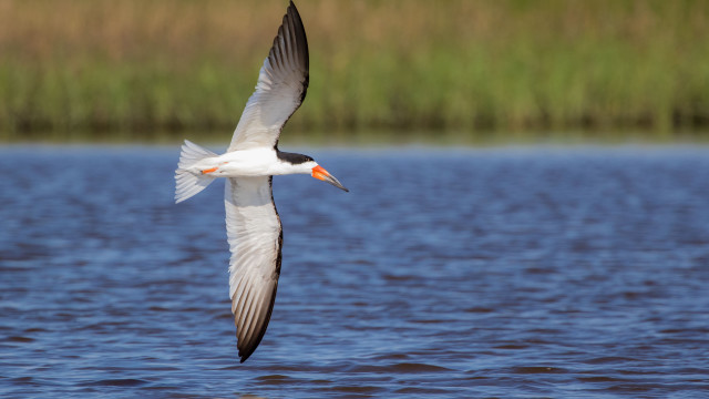 Seagull flying over water with free wallpaper for desktop - medium preview image