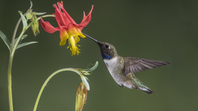 Hummingbird flower macro award winning free wallpaper for desktop - medium preview image