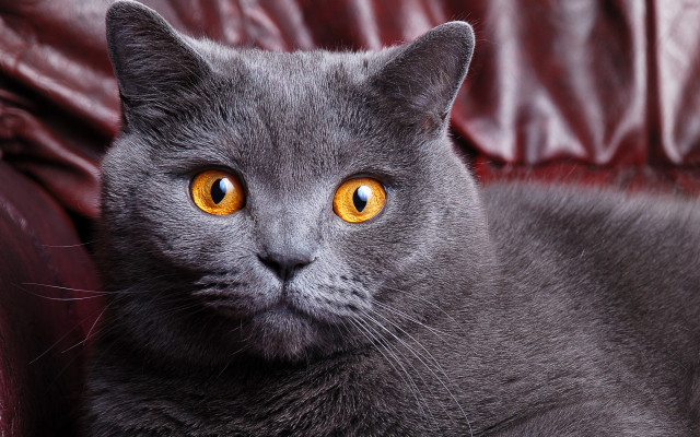 Gray cat yellow eyes red free wallpaper for desktop - medium preview image