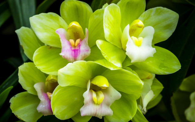 Green flower pink white leaves free wallpaper for desktop - medium preview image