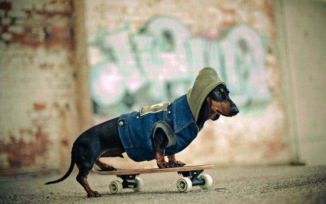 Small dog jacket skateboard graffiti free wallpaper for desktop - medium preview image