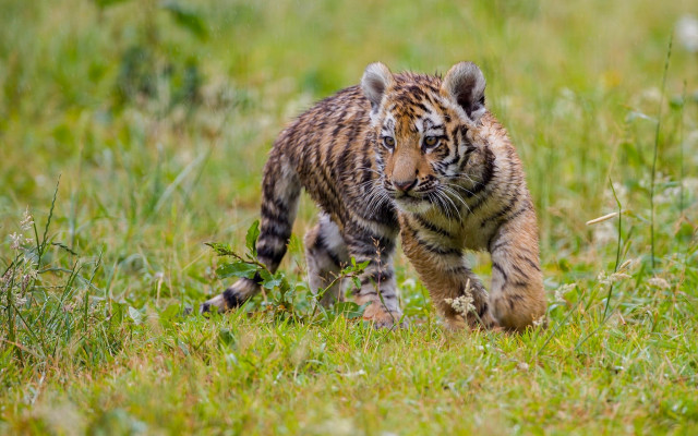 Tiger cub running grassy field free wallpaper for desktop - medium preview image