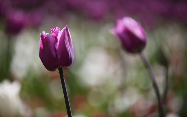 Purple flower closeup blurry background free wallpaper for desktop - medium preview image