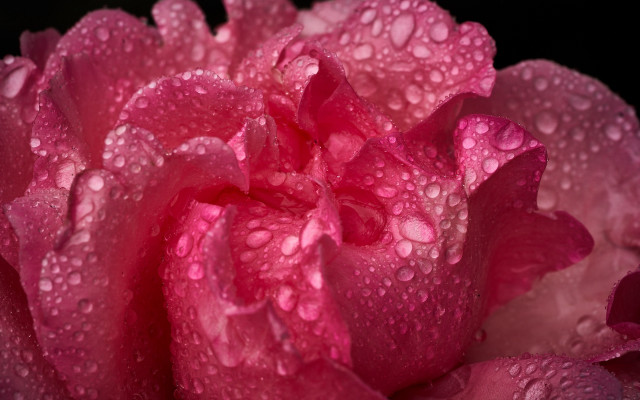 Pink flower water droplets macro free wallpaper for desktop - medium preview image