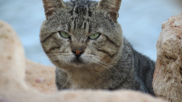 Sad cat green eyes rock free wallpaper for desktop - medium preview image