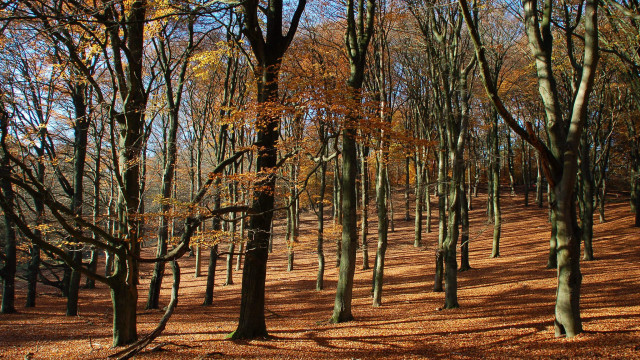 Forest autumn leaves cityscape sky free wallpaper for desktop - medium preview image
