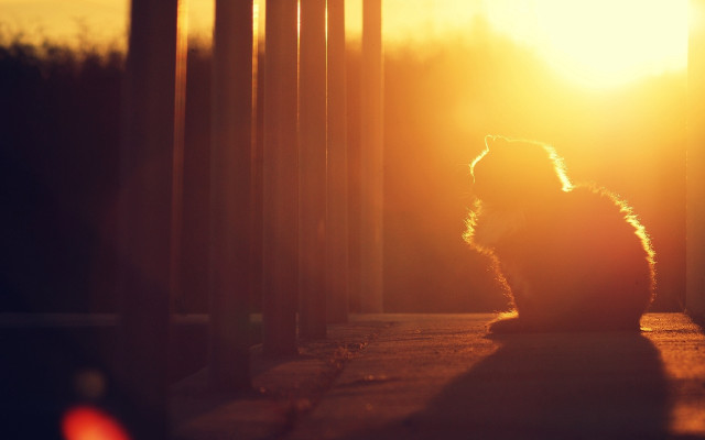 Cat sitting porch sunset cityscape free wallpaper for desktop - medium preview image