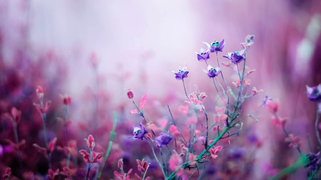 Purple flowers grass blurry background #3 free wallpaper for desktop - medium preview image