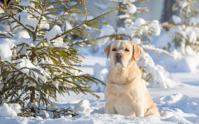 Dog snowy scene bare tree free wallpaper for desktop - medium preview image