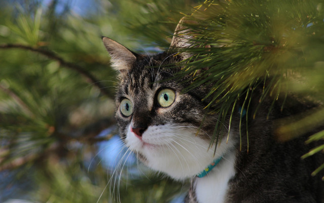 Cat tree bamboo greeneye depthbokeh free wallpaper for desktop - medium preview image