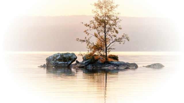 Lone tree rock water ecological free wallpaper for desktop - medium preview image
