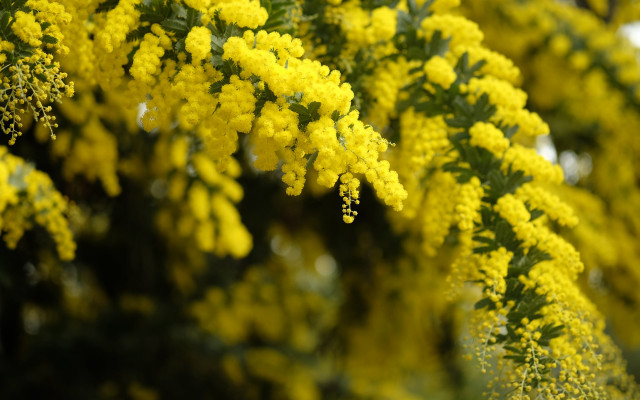 Tree yellow flowers leaves macro free wallpaper for desktop - medium preview image