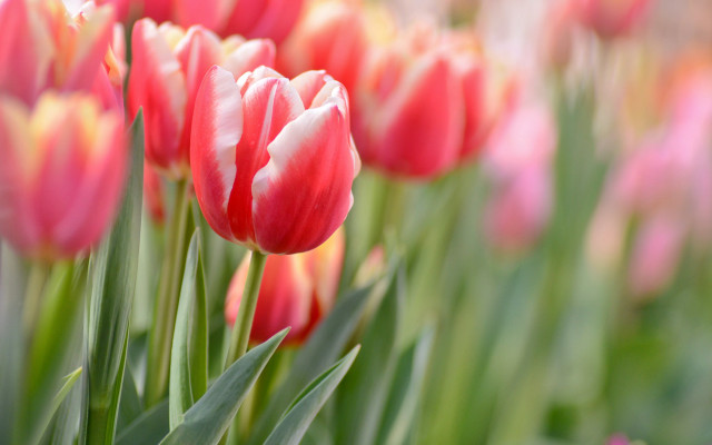 Pink flower bokeh tulips shallow free wallpaper for desktop - medium preview image