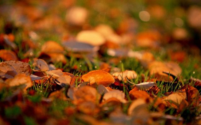 Leaves autumn blurry bokeh forest free wallpaper for desktop - medium preview image