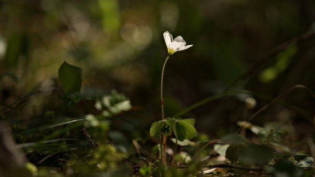 White flower grass nature macro free wallpaper for desktop - medium preview image