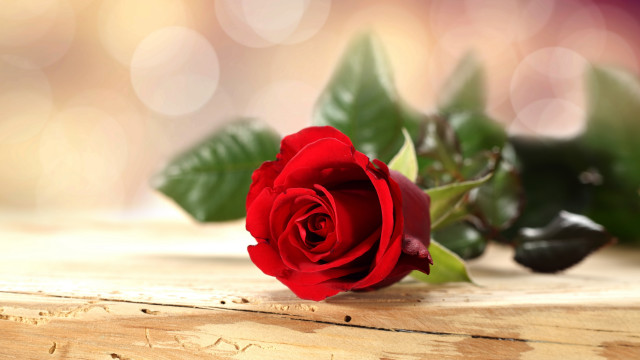 Red rose wooden table bokeh free wallpaper for desktop - medium preview image