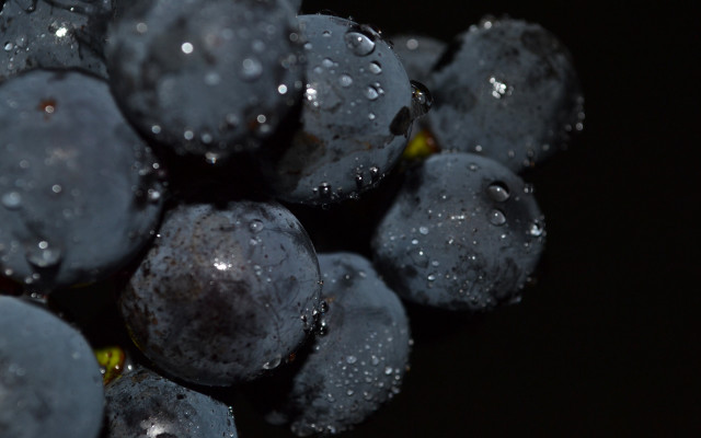 Blueberries water droplets macro photorealism free wallpaper for desktop - medium preview image
