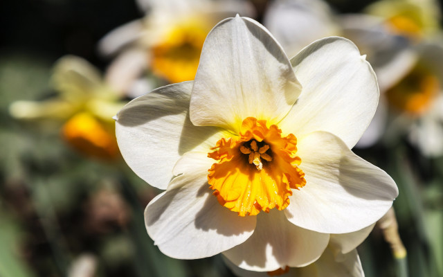 White yellow flower bokeh macro free wallpaper for desktop - medium preview image