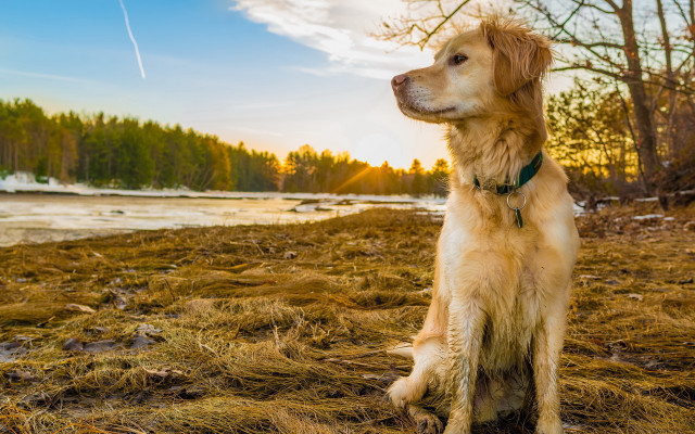 Dog lake sunset tiltshift animals free wallpaper for desktop - medium preview image