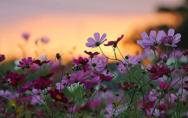 Purple flower field sunset blurry free wallpaper for desktop - medium preview image
