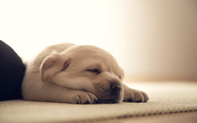 Puppy sleeping on leg adorable free wallpaper for desktop - medium preview image