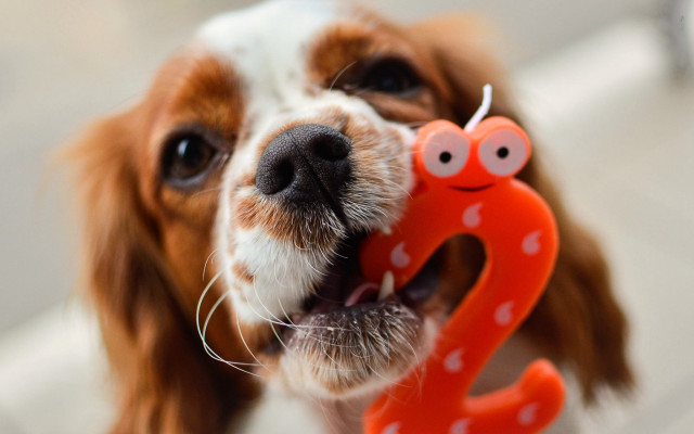 Dog smiling toy worm blurry free wallpaper for desktop - medium preview image