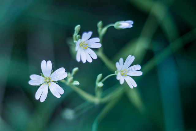 Daisy butterfly lily flowers blurry free wallpaper for desktop - medium preview image