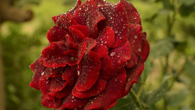 Red rose water droplets garden free wallpaper for desktop - medium preview image