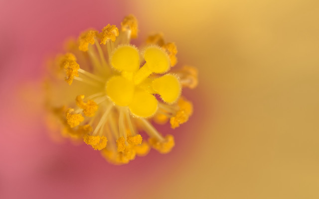 Flower yellow stamens pink background free wallpaper for desktop - medium preview image