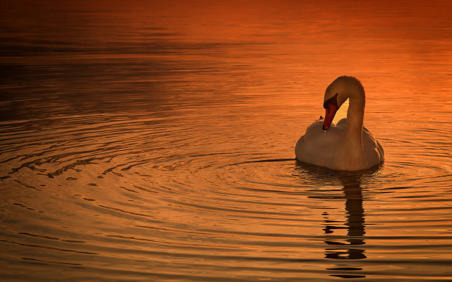 Swan swimming water sunset photorealistic free wallpaper for desktop - medium preview image