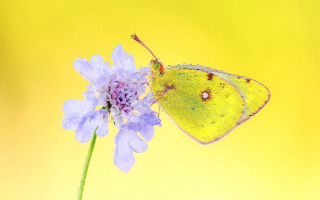 Yellow butterfly purple flower macro free wallpaper for desktop - medium preview image