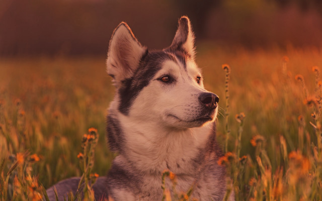 Husky flower field autumn fire free wallpaper for desktop - medium preview image