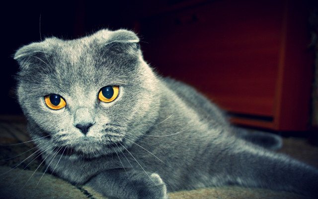 Grey cat yellow eyes curious free wallpaper for desktop - medium preview image