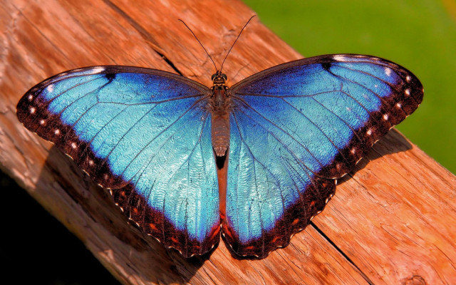 Blue butterfly wooden plank green free wallpaper for desktop - medium preview image