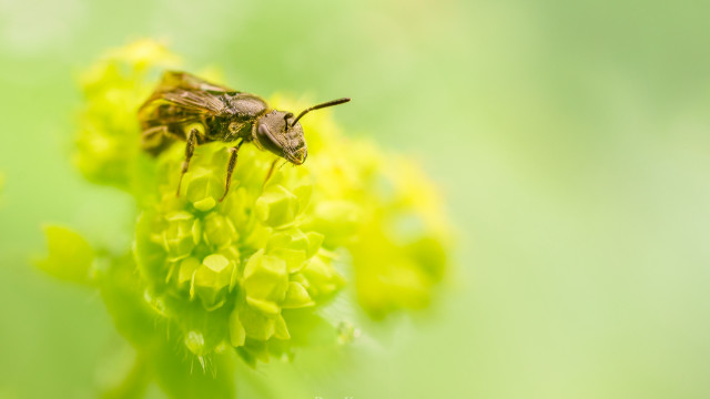 Bug flower macro nature green free wallpaper for desktop - medium preview image