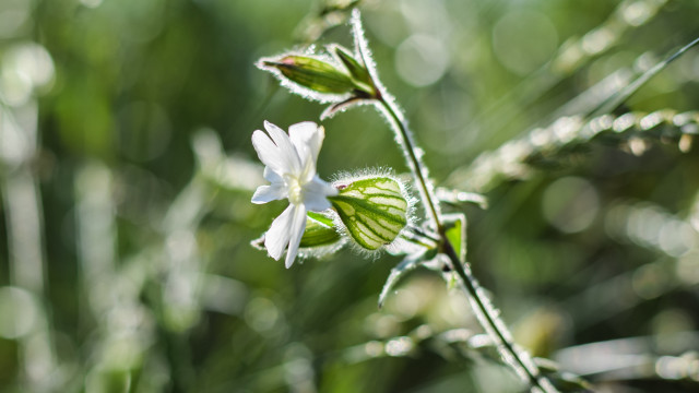 Flower fairy bokeh green leaves free wallpaper for desktop - medium preview image
