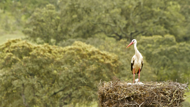 Stork hay field trees bushes free wallpaper for desktop - medium preview image