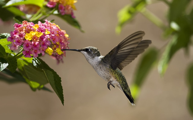 Hummingbird flower macro blurry motion free wallpaper for desktop - medium preview image