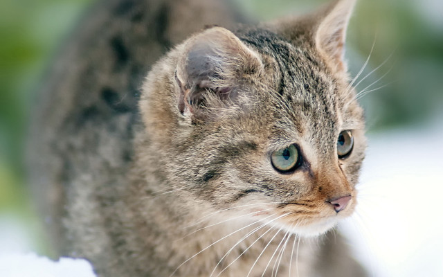 Serious cat blurry background blue free wallpaper for desktop - medium preview image