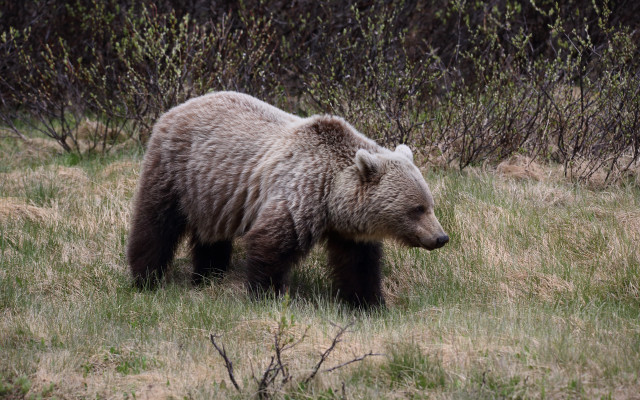 Brown bear walking field trees free wallpaper for desktop - medium preview image