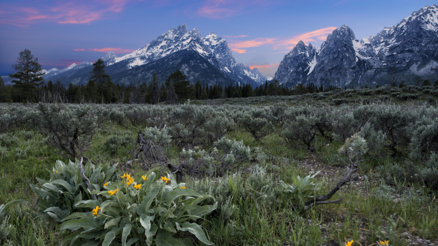Flower field mountains sunset pink #5 free wallpaper for desktop - medium preview image