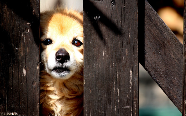Dog peeking behind fence looking free wallpaper for desktop - medium preview image