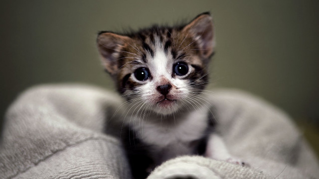 Small kitten blue eyes blurry #3 free wallpaper for desktop - medium preview image