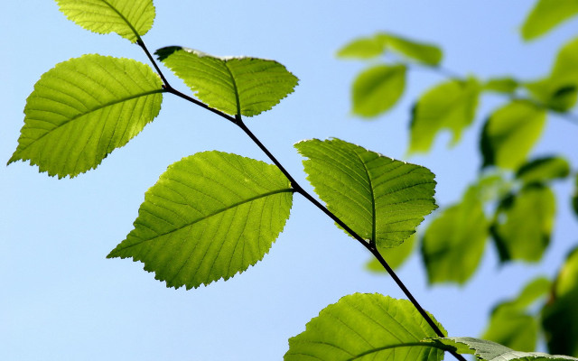 Branch leaves blue sky ecological free wallpaper for desktop - medium preview image