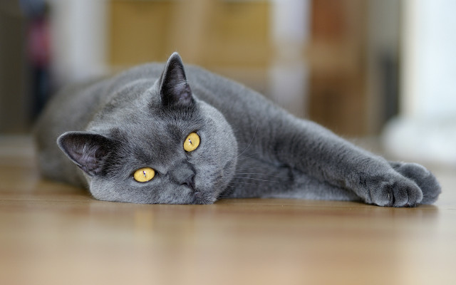 Gray cat yellow eyes curious #2 free wallpaper for desktop - medium preview image